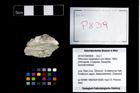 Foto (Objekt + Etikett) von Pithonoton marginatum (von Meyer, 1842)  (NHMW-GEO-2014-0194-0839)